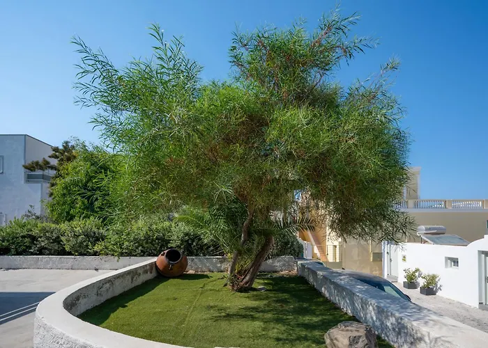 The Lemon Tree 费拉